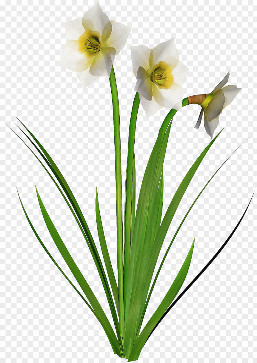 Flower Plant Petal Pedicel Grass PNG