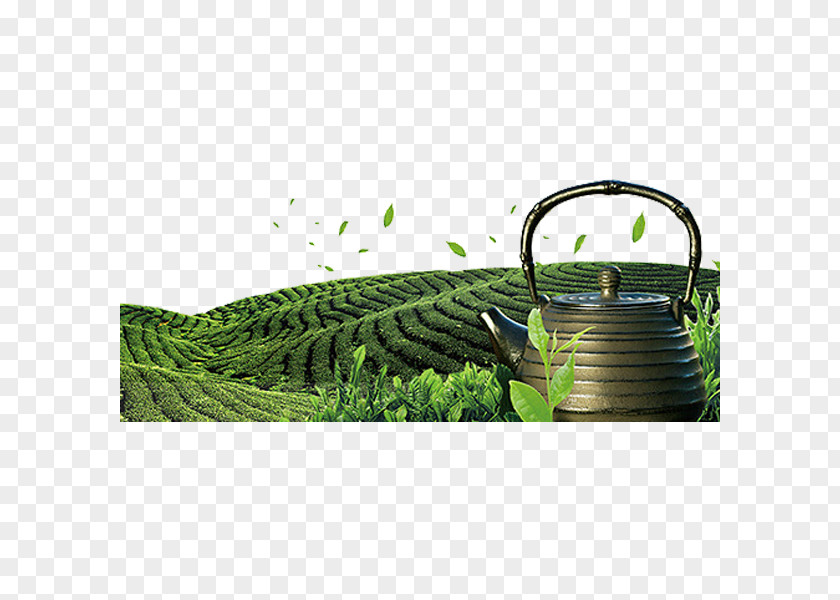 Green Tea Garden Download PNG