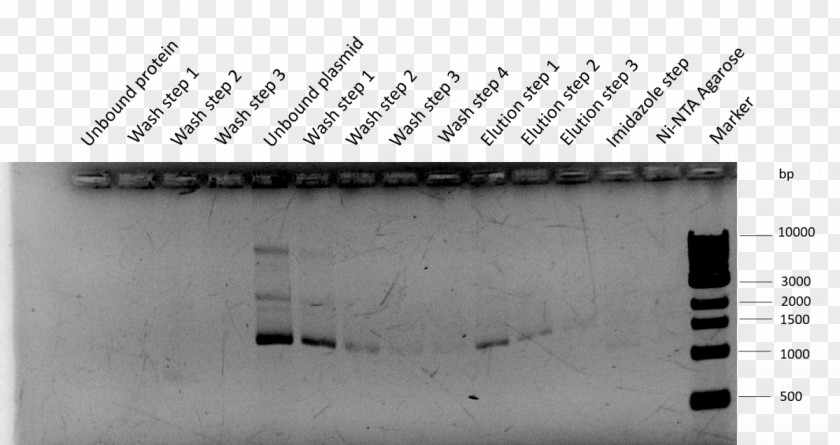 International Genetically Engineered Machine Plasmid BioBrick Assay Cell PNG