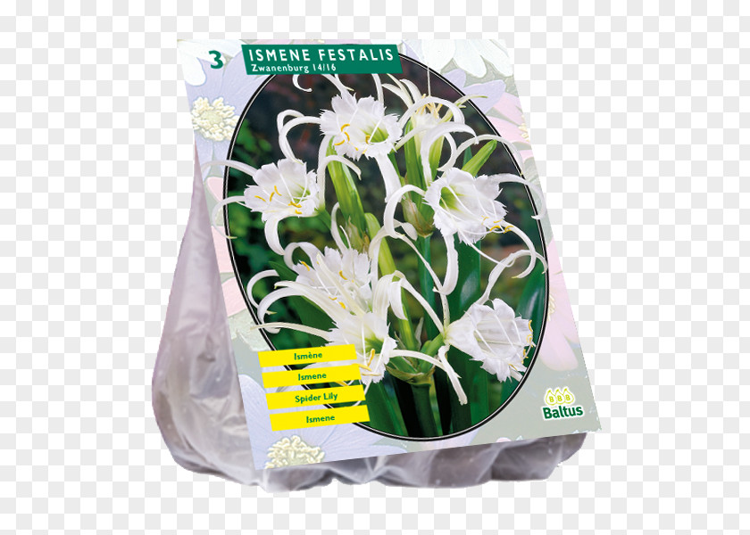 Iris Germanica Tuberose Bulb Bolgewas Cut Flowers Plant PNG