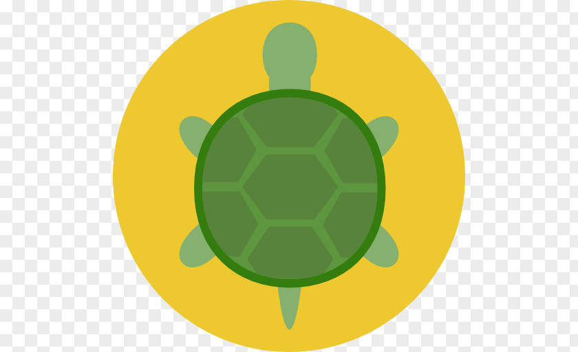 Turtle Tortoise PNG