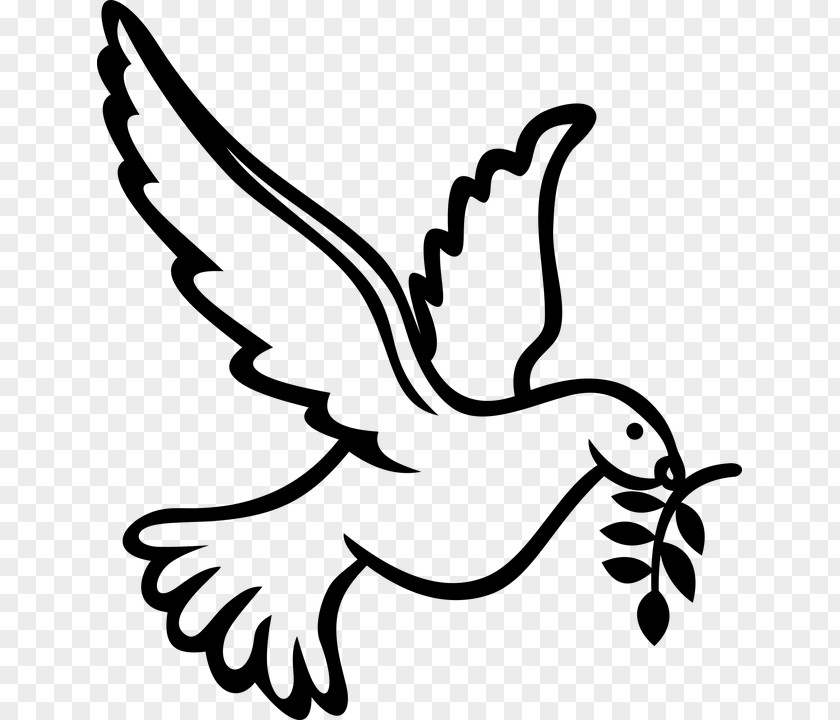 Bird Columbidae Doves As Symbols Domestic Pigeon PNG
