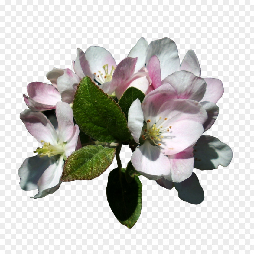 BLOSSOM Apple Blossom Flower Antigo PNG