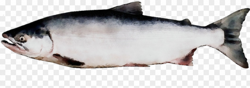 Bonyfish Requiem Shark Fish Products Oily Sockeye Salmon PNG