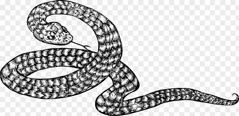 Coiled Snake Kingsnakes Black And White Illustration PNG