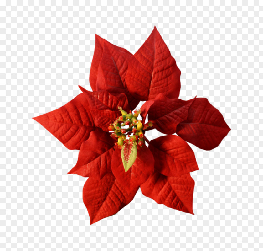 Magnolias Christmas Day Poinsettia Template Holiday Shopping List PNG