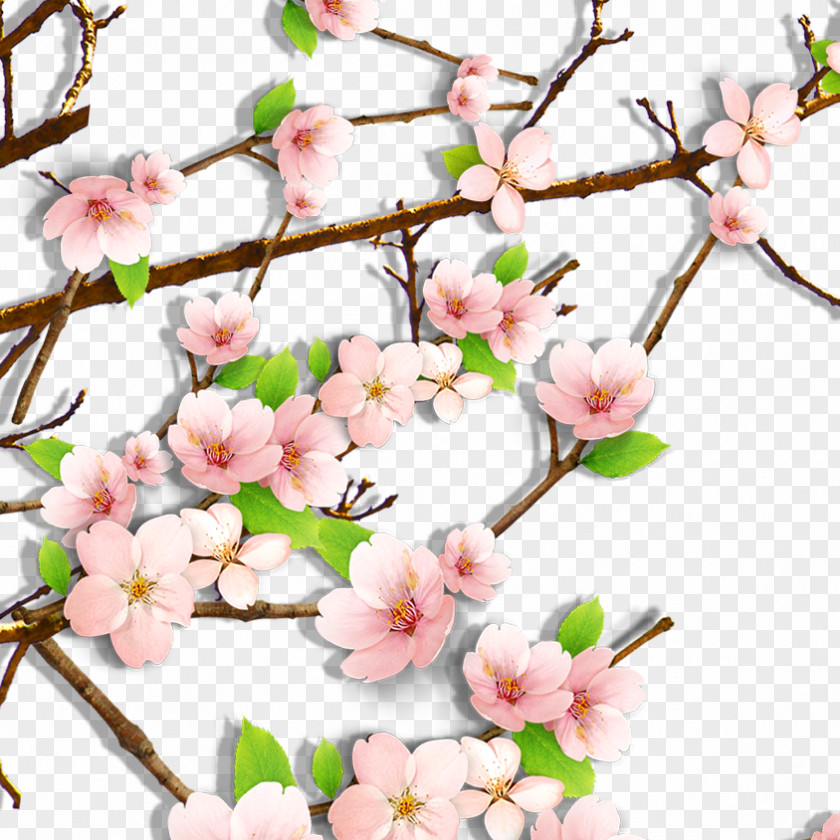 Plum Flower Cherry Blossom Clip Art PNG