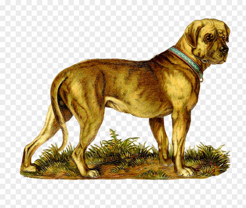 Victorian Animal Cliparts Catahoula Cur Great Dane Puppy Clip Art PNG
