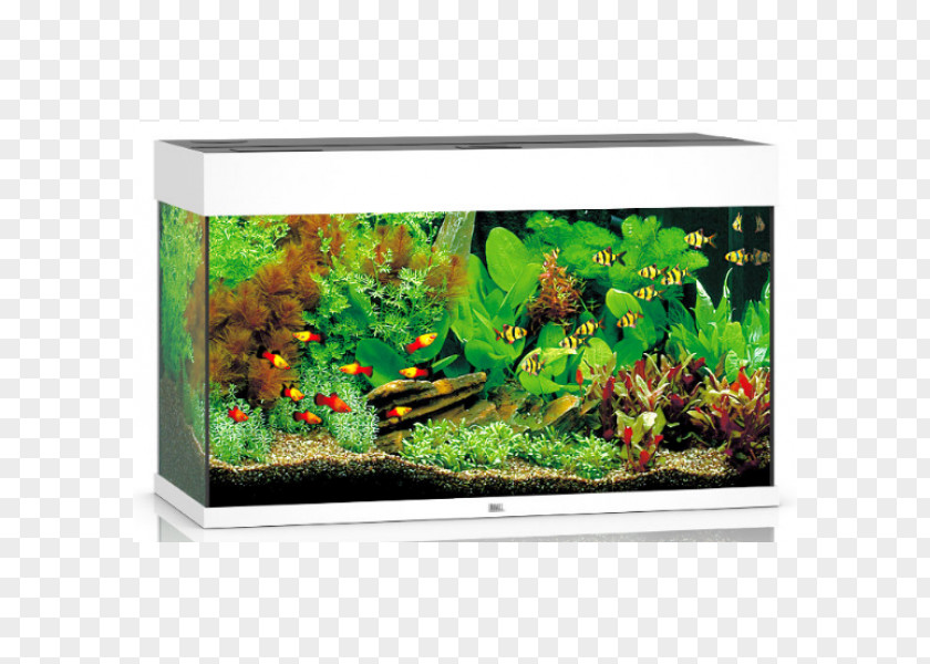 Aquarium Zoohit Pet Shop Fishkeeping PNG