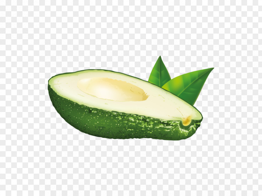 Avocado Vector Graphics Illustration Image PNG