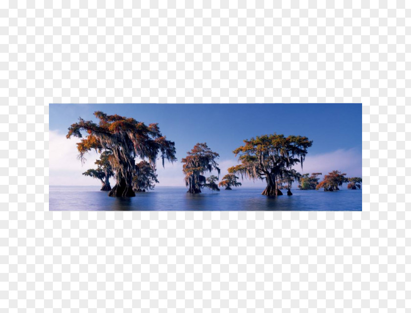 Bahamian Dollar Jigsaw Puzzles Bald Cypress Game Cupressus Landscape PNG