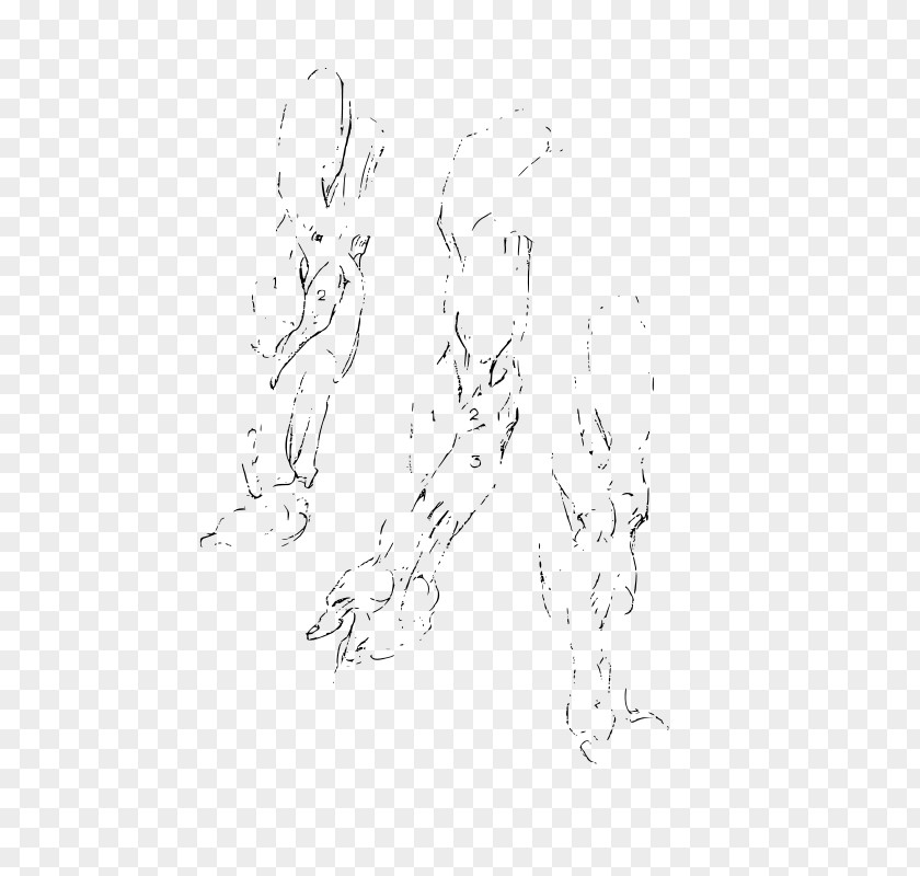 Constructive Anatomy Drawing Mammal Sketch PNG