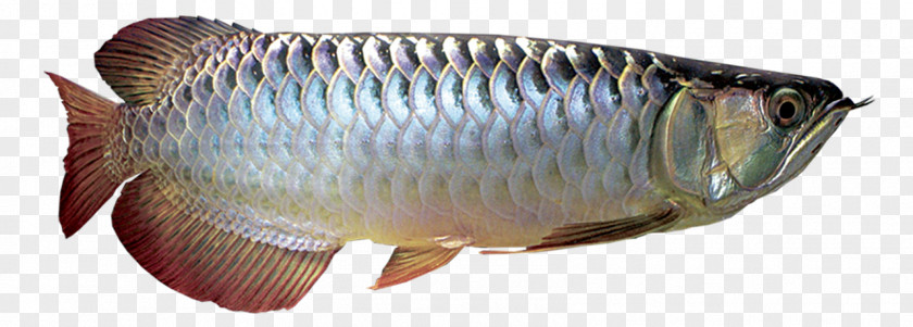 Fish Asian Arowana Silver African PNG