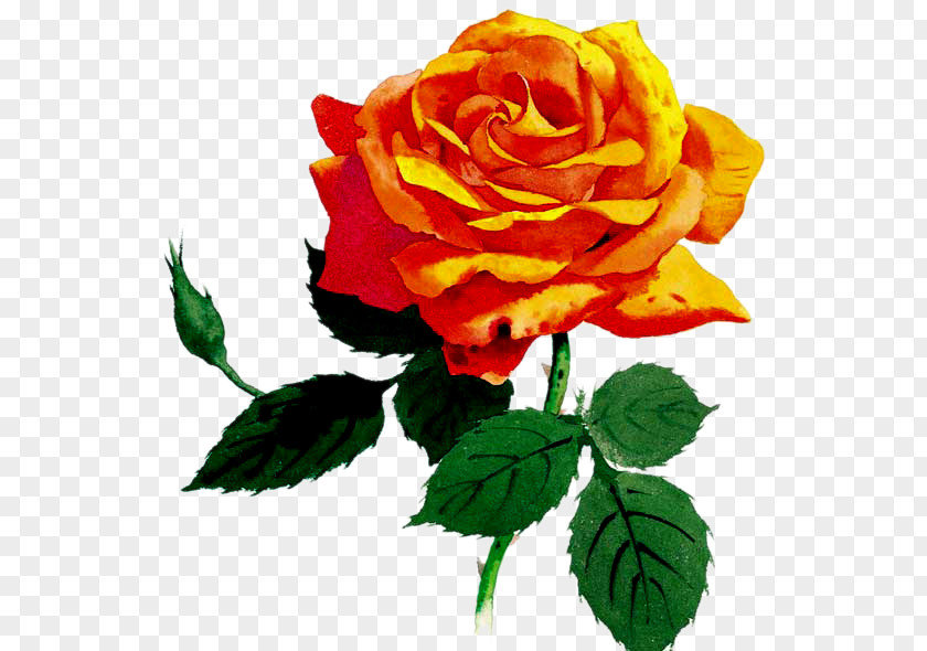 Flower Garden Roses Blog Cabbage Rose Clip Art PNG