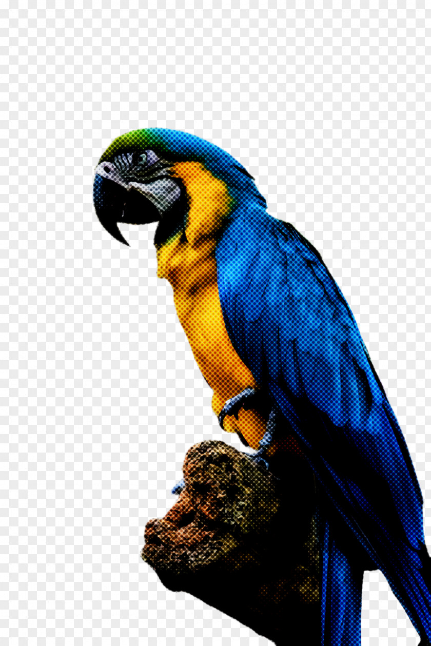 Macaws Animal Feather PNG