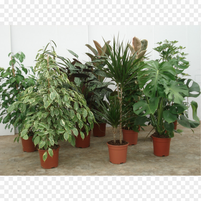 Plant Houseplant Paperplant Dwarf Umbrella Tree Dracaena PNG