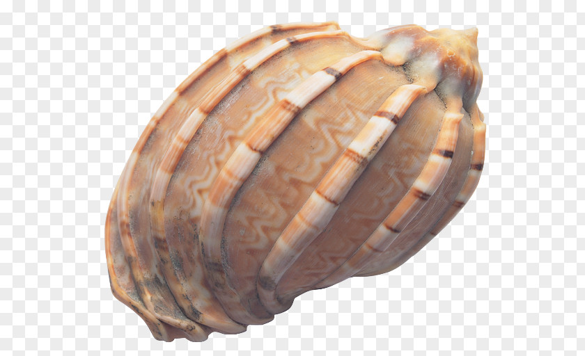Seashell Cockle Conch PNG