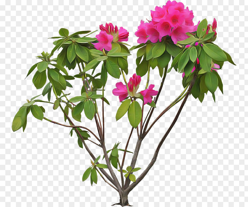 Shrub Magenta Flower Flowering Plant Pink Petal PNG