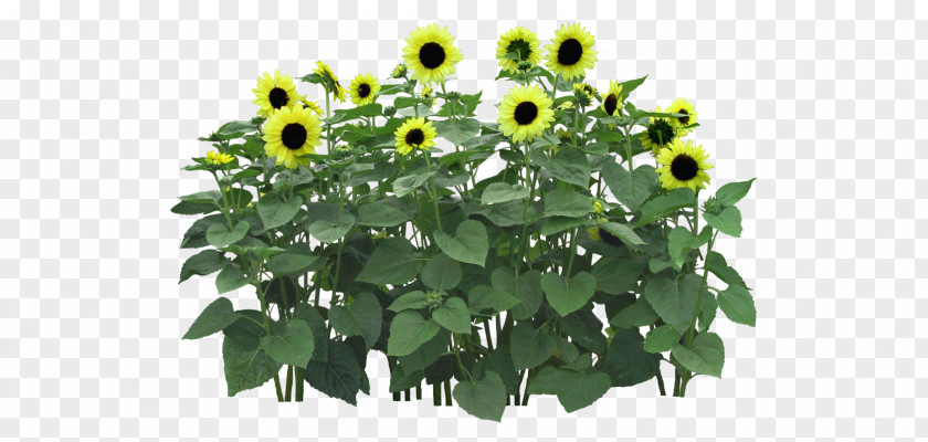 Sunflower Field Flower Computer File PNG