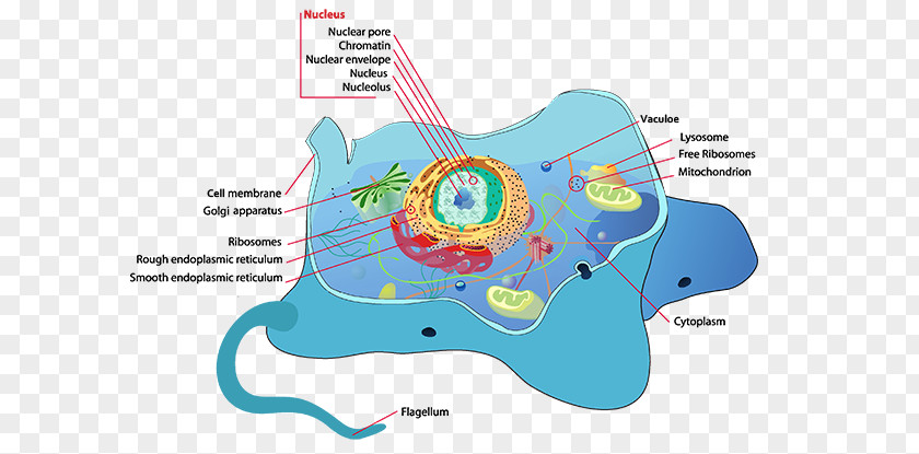 Animal Cell Plant Flagellum Cèl·lula PNG