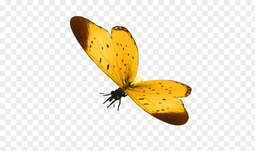 Butterfly Clouded Yellows Brush-footed Butterflies Gossamer-winged Moth PNG