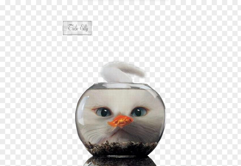 Cat Kitten Aquarium Pet PNG