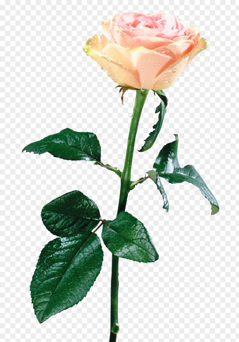 Flower Garden Roses Animation Image PNG