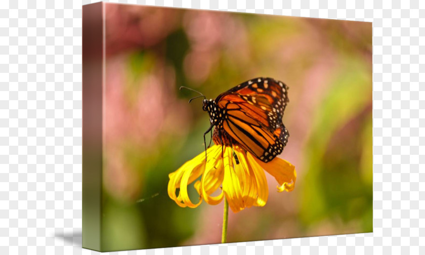 Glossy Butterflys Monarch Butterfly Pieridae Lycaenidae Gallery Wrap PNG