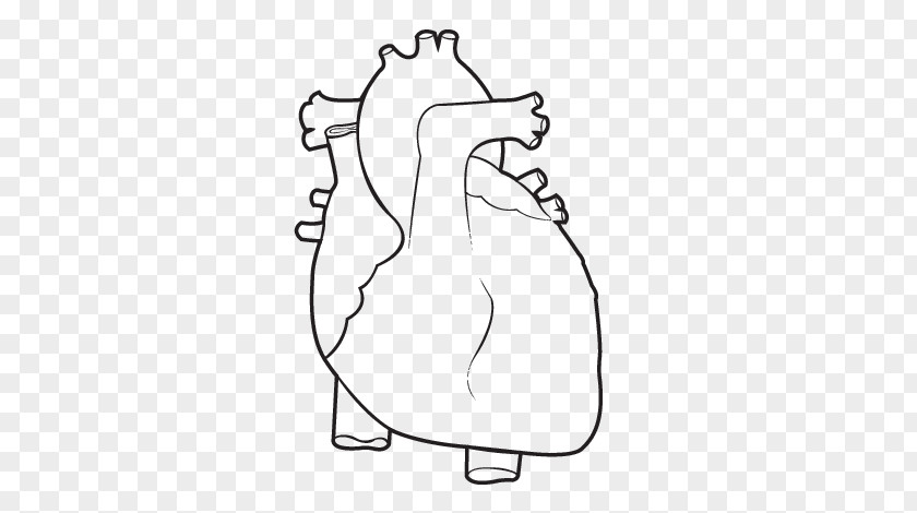 Human Body Points Coloring Book Anatomy Heart PNG