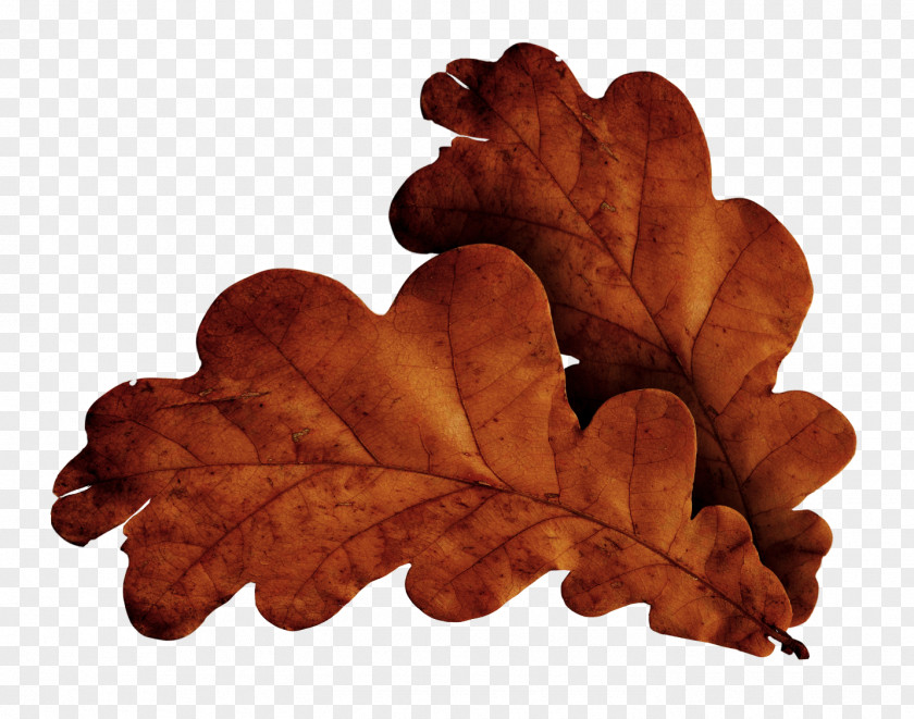 Leaves Leaf Download PNG