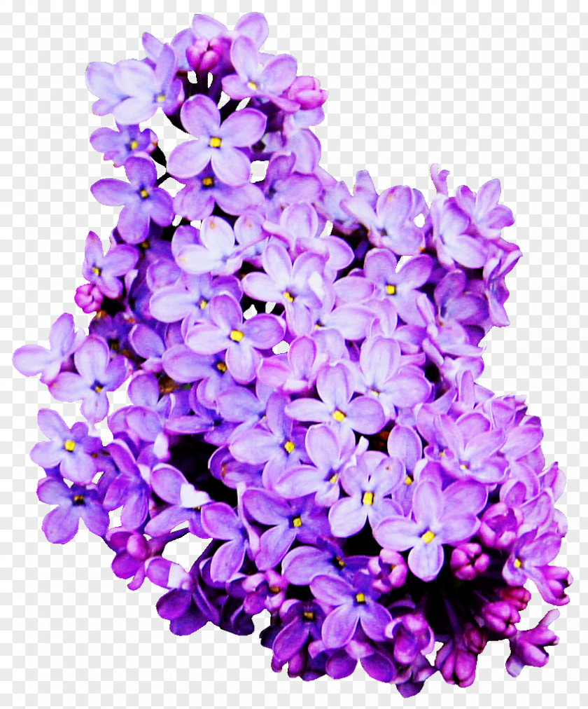 Purple Lavender Lilac Clip Art PNG