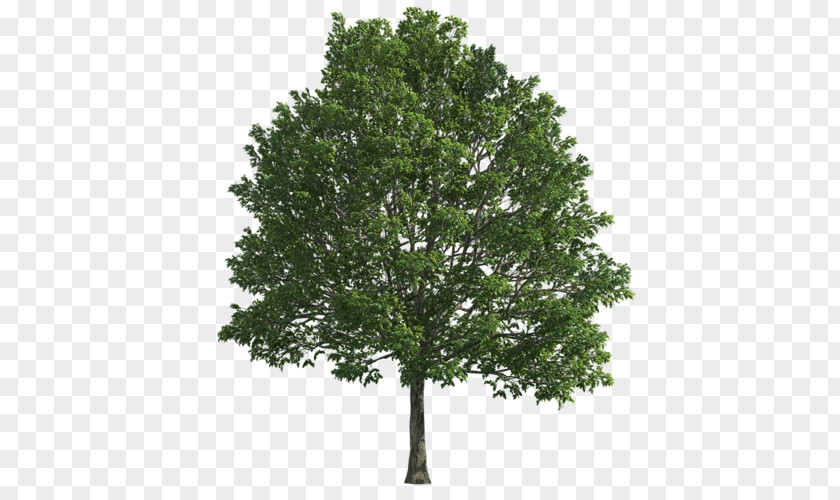 Tree Ohio Buckeye State University Oak PNG