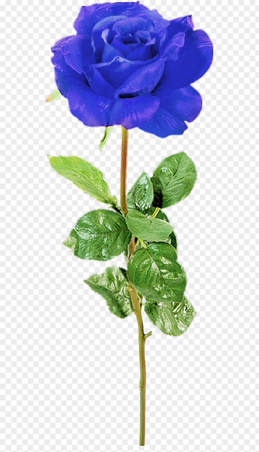 Flower Garden Roses Cabbage Rose Blue PNG