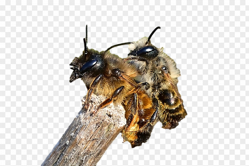 Honey Bee Bees PNG