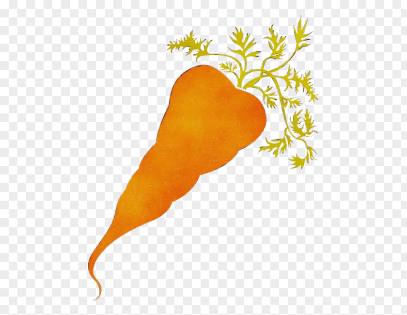 Vegetarian Food Radish Orange PNG