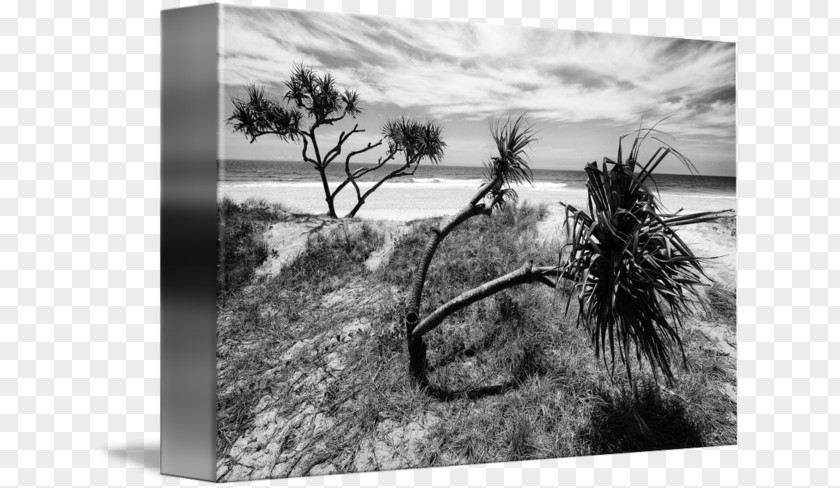 Beach Tree Stock Photography Sky Plc PNG