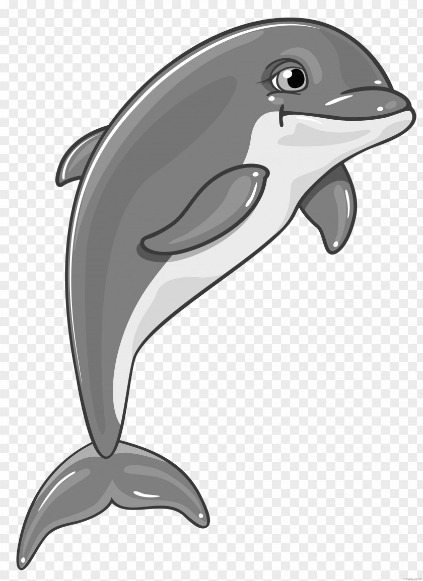 Dolphin Common Bottlenose Spinner Clip Art PNG
