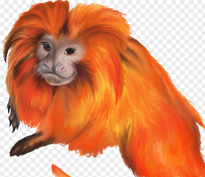 Painted Lion Primate Vertebrate Cercopithecidae Old World Monkey PNG