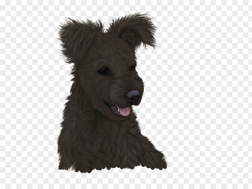 Puppy Glen Scottish Terrier Pumi Dog Schnoodle PNG