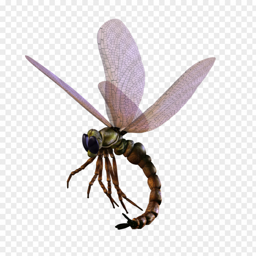 3D Dragonfly Insect Bee Computer Graphics PNG