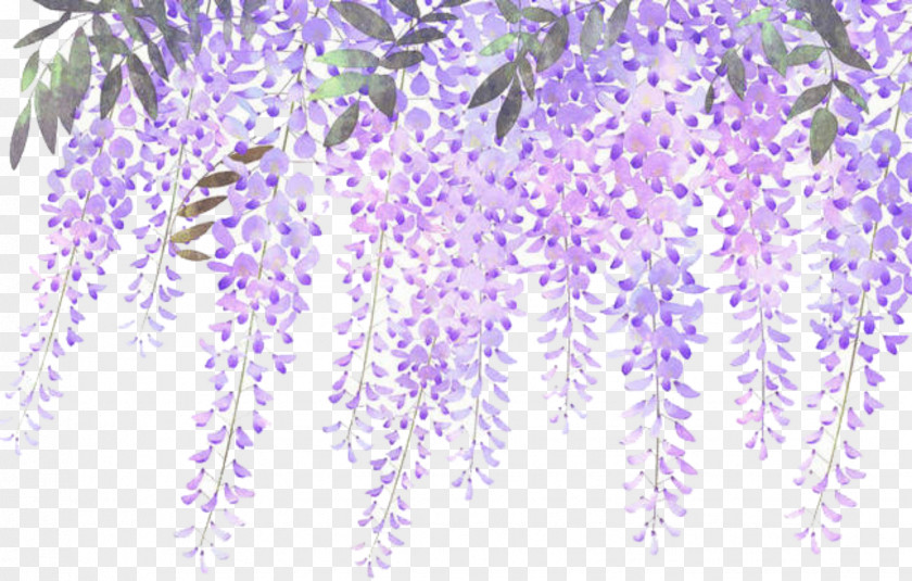 Avader Background Lavender Flower Floral Design Clip Art PNG