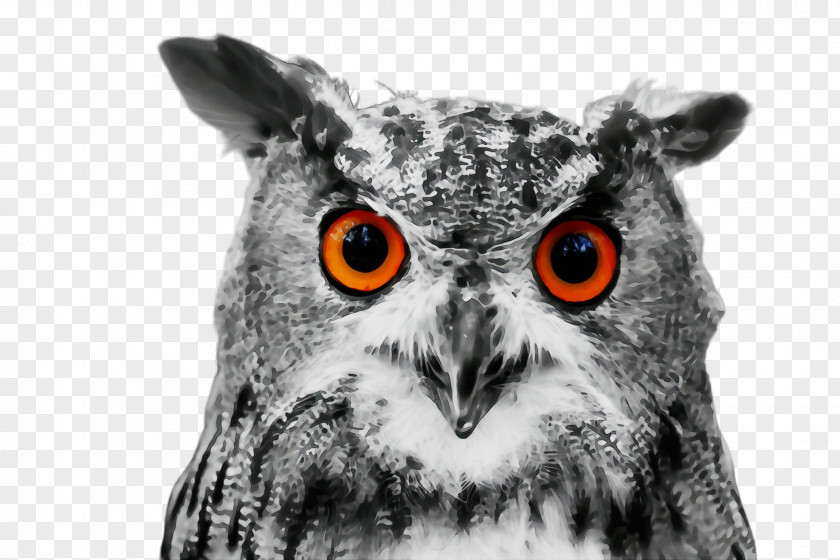 Beak Wildlife Owl Bird Of Prey Eastern Screech Western PNG