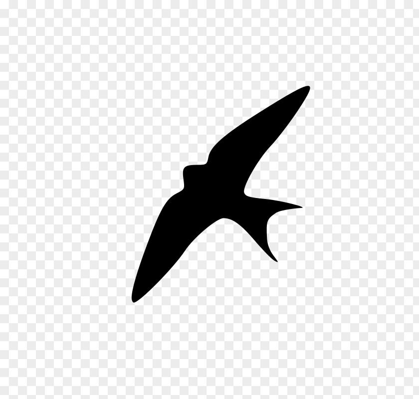 Bird Swallow Clip Art PNG