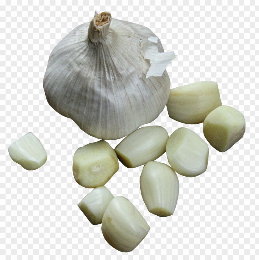Garlic Elephant Condiment Vegetable PNG