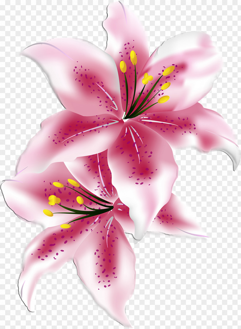 Lilly Lilium Cut Flowers PNG