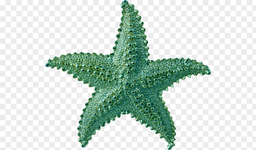 Starfish Lossless Compression Clip Art PNG