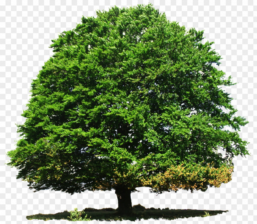 Tree Deciduous Conifers PNG