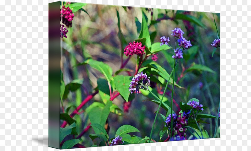 Watercolor Berries Herb Annual Plant Wildflower Flowering PNG