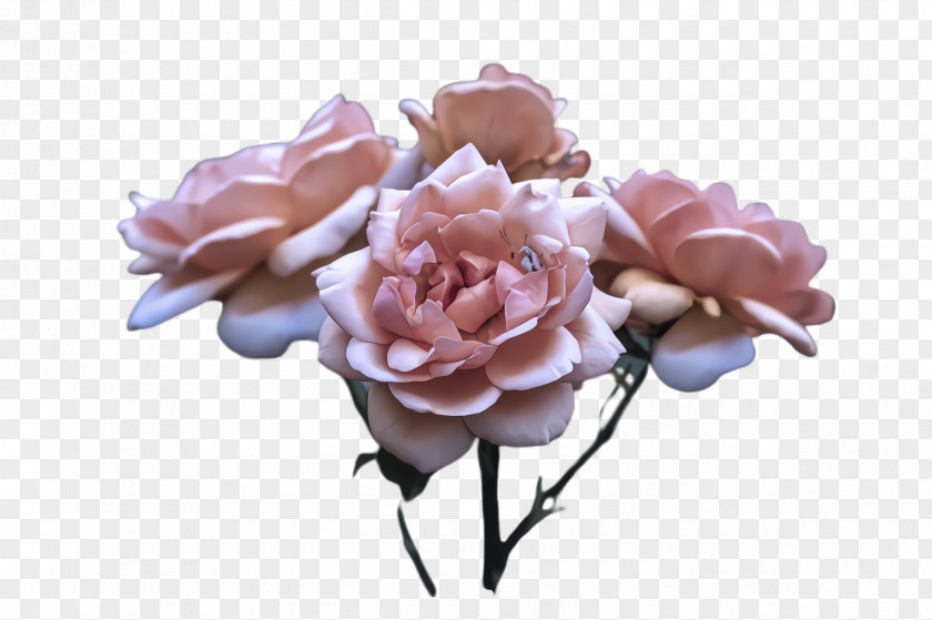 Artificial Flower Rose Family Garden Roses PNG