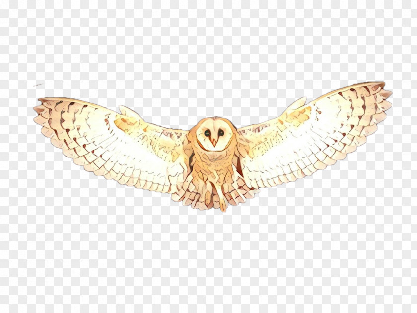 Beige Moth Owl Barn Bird Of Prey Wing PNG